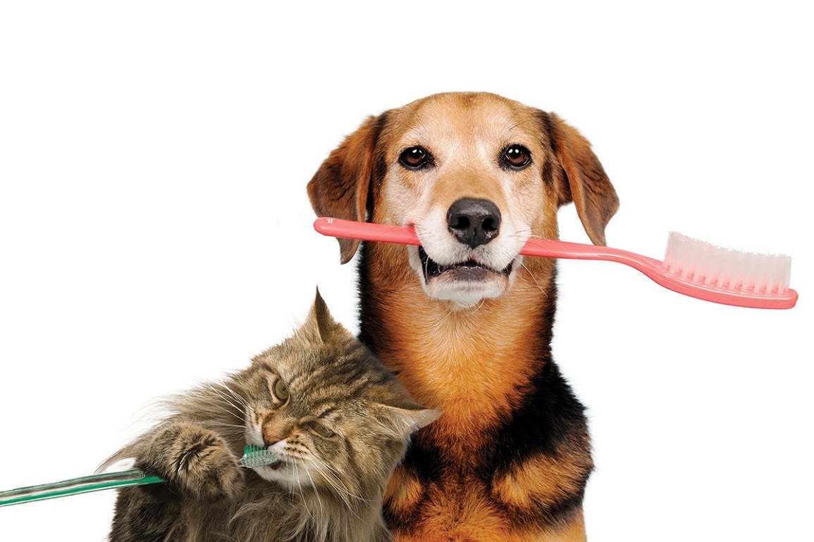 Dental Health in Cats and Dogs