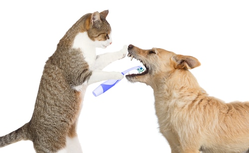 Dental Health in Cats and Dogs