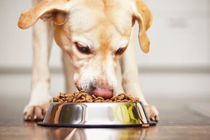 7 Recipes to Help You Create Your Own Dog Food at Home