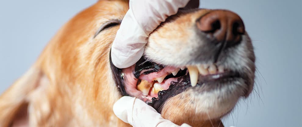 Dental Health in Cats and Dogs