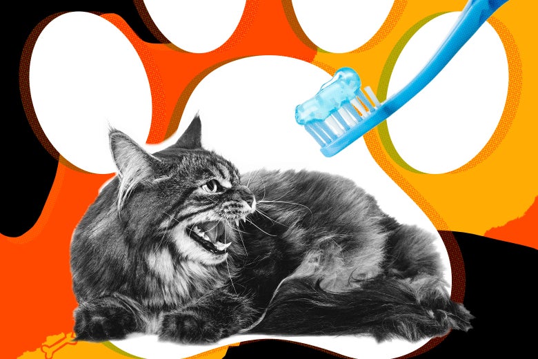 Dental Health in Cats and Dogs