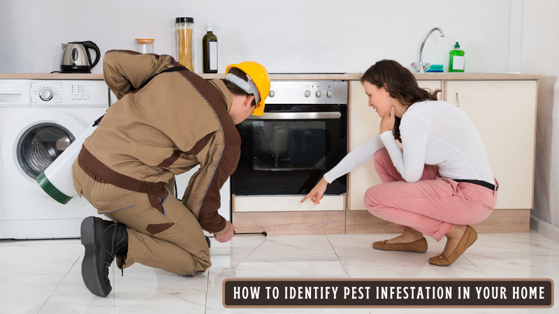 How to Identify Pest Infestation in Your Home