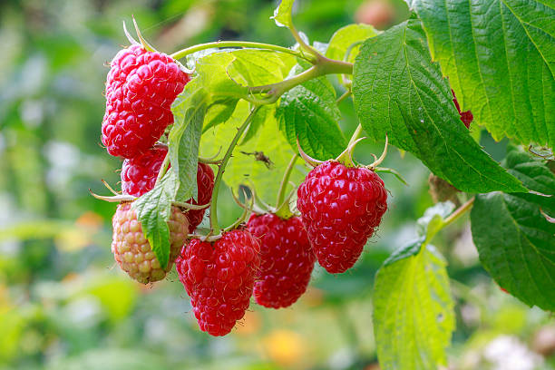 Growing, Planting and Harvesting Raspberries in India