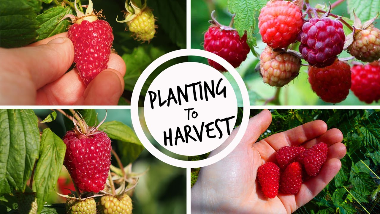 Growing, Planting and Harvesting Raspberries in India